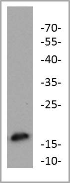FAM162A Antibody - BSA Free NBP2-58663