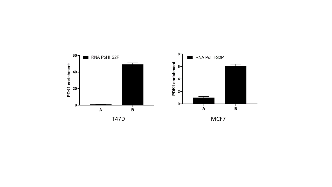 RNA Polymerase II/POLR2A [p Ser2] Antibody (C.15200005) - BSA Free NBP2-59215
