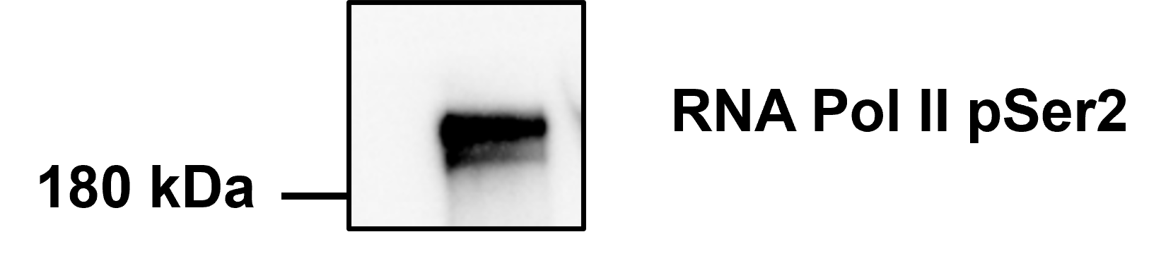 RNA Polymerase II/POLR2A [p Ser2] Antibody (C.15200005) - BSA Free NBP2-59215