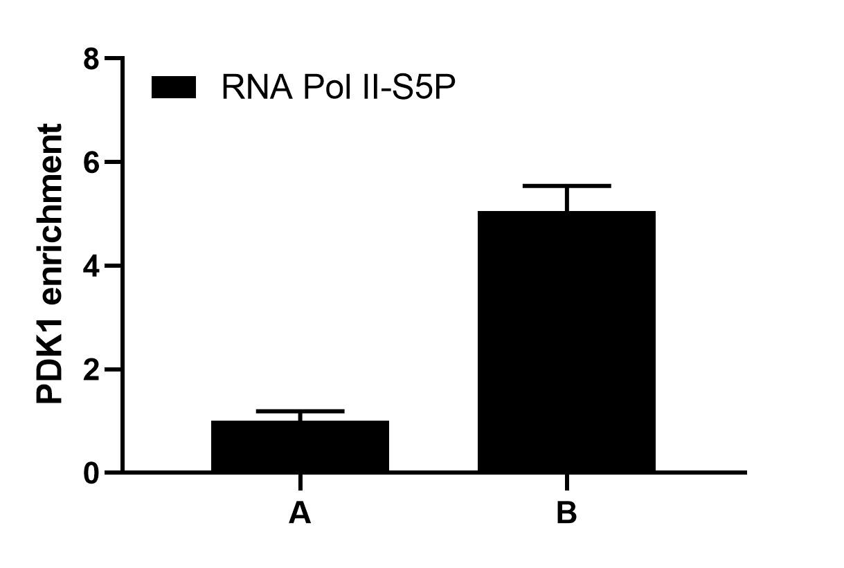 RNA Polymerase II/POLR2A [p Ser5] Antibody (C.15200007) - BSA Free NBP2-59219