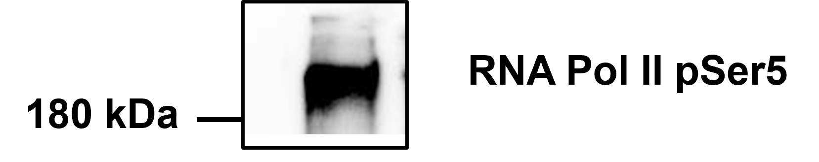 RNA Polymerase II/POLR2A [p Ser5] Antibody (C.15200007) - BSA Free NBP2-59219