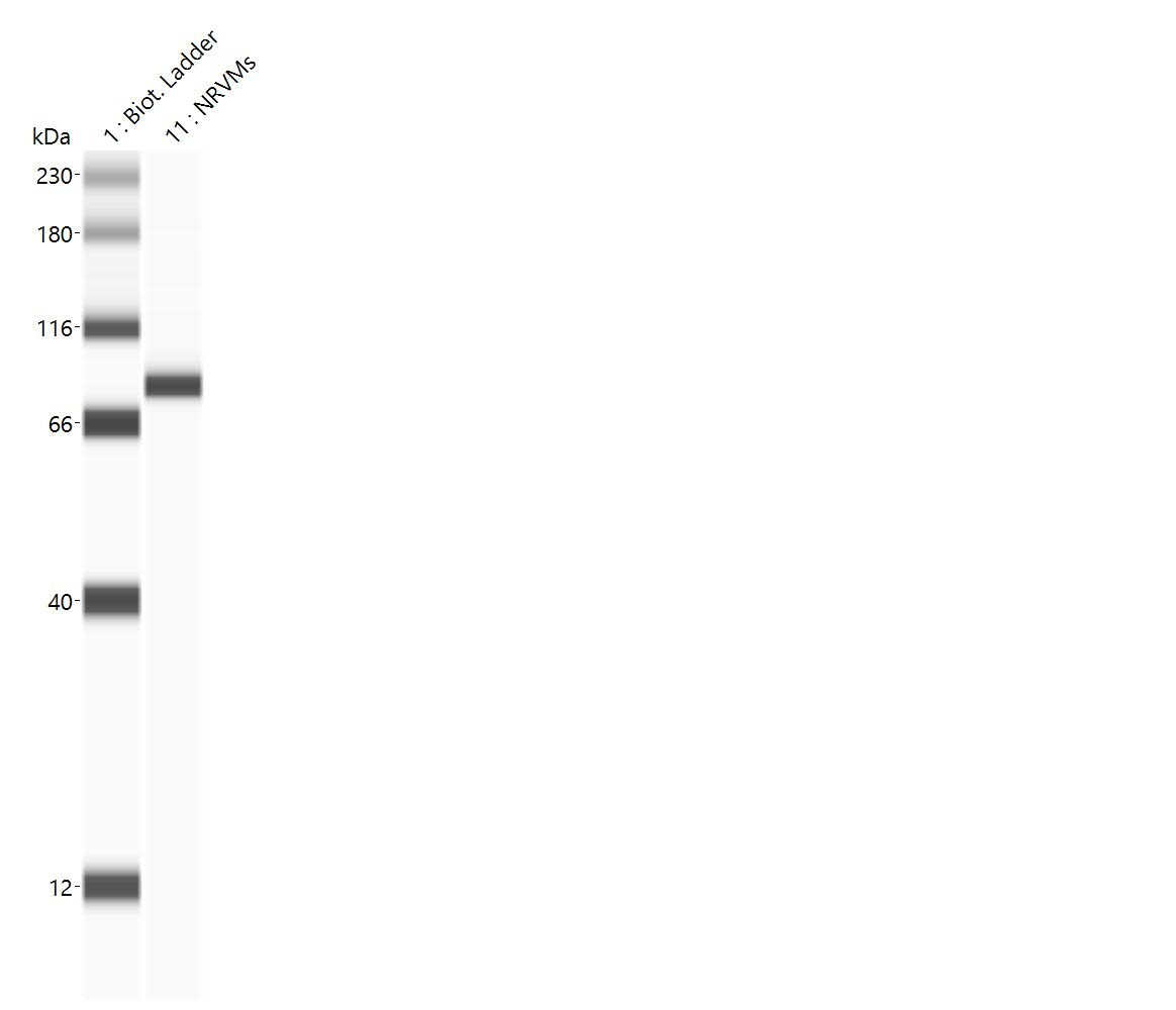 SCN3B Antibody (S396-29) - BSA Free NBP2-59318