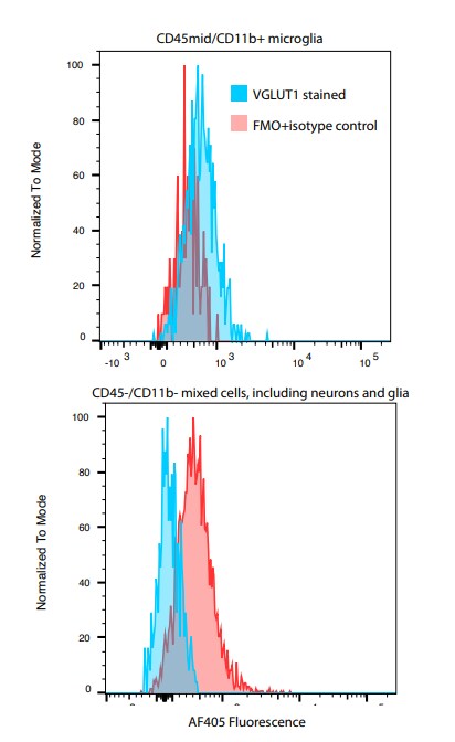 VGLUT1 Antibody (S28-9) [Alexa Fluor® 405] NBP2-59329AF405