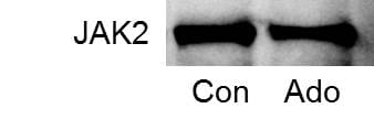 Jak2 Antibody (53B7) - BSA Free NBP2-59451