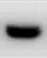 Jak2 Antibody (53B7) - BSA Free NBP2-59451
