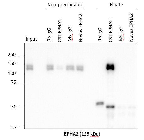 EphA2 Antibody (66G9) - BSA Free NBP2-59479