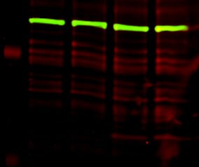 2A Peptide Antibody (3H4) - BSA Free NBP2-59627