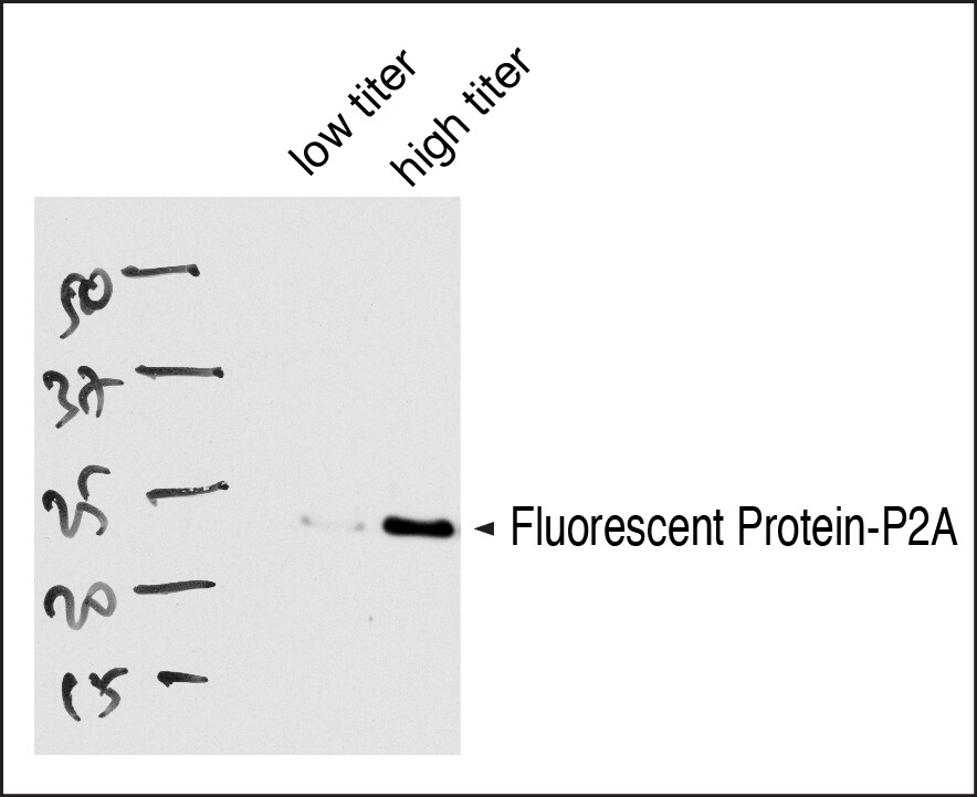 2A Peptide Antibody (3H4) - BSA Free NBP2-59627