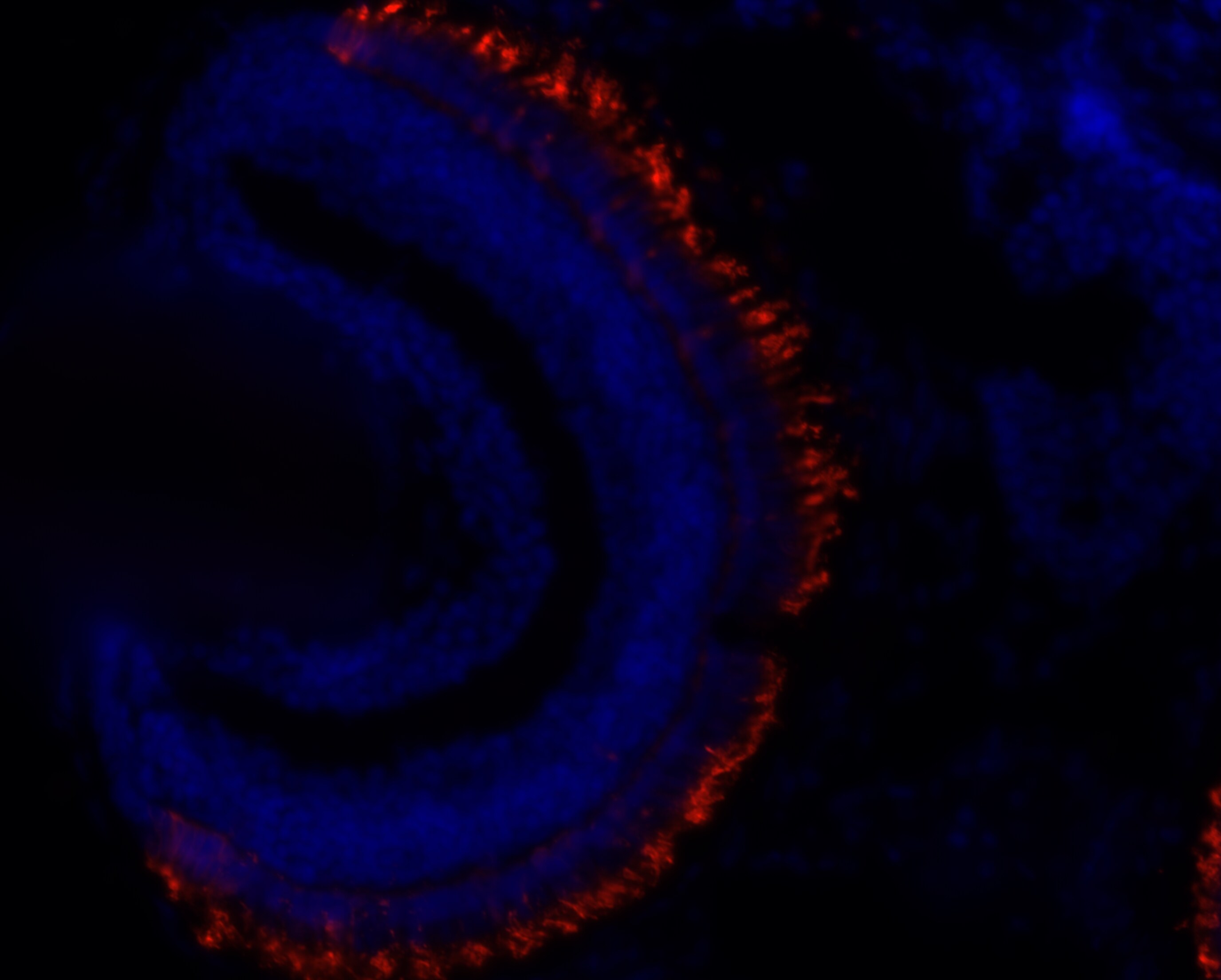 Rhodopsin Antibody (4D2) - BSA Free NBP2-59690