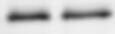 GRP78/HSPA5 Antibody (3C5-1A4) - BSA Free NBP2-59692