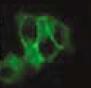 GRP78/HSPA5 Antibody (3C5-1A4) - BSA Free NBP2-59692