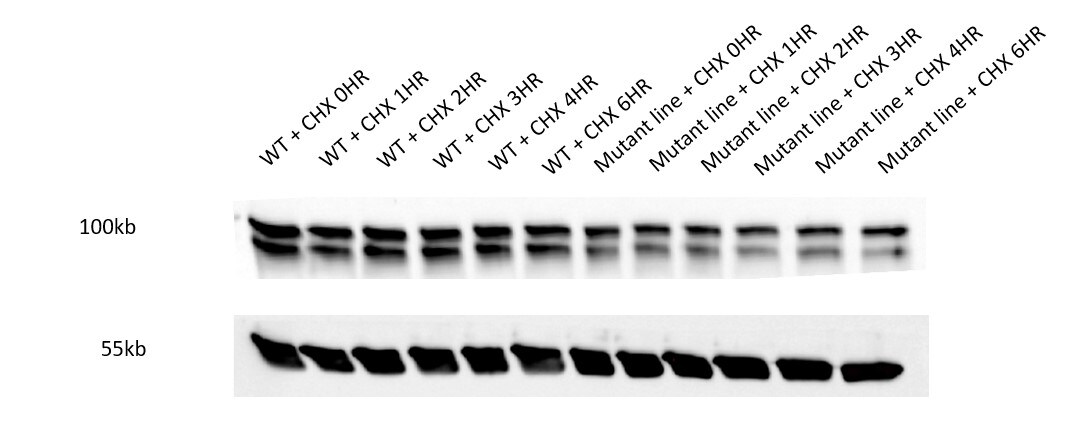 OPA1 Antibody (1284B) - BSA Free NBP2-59770