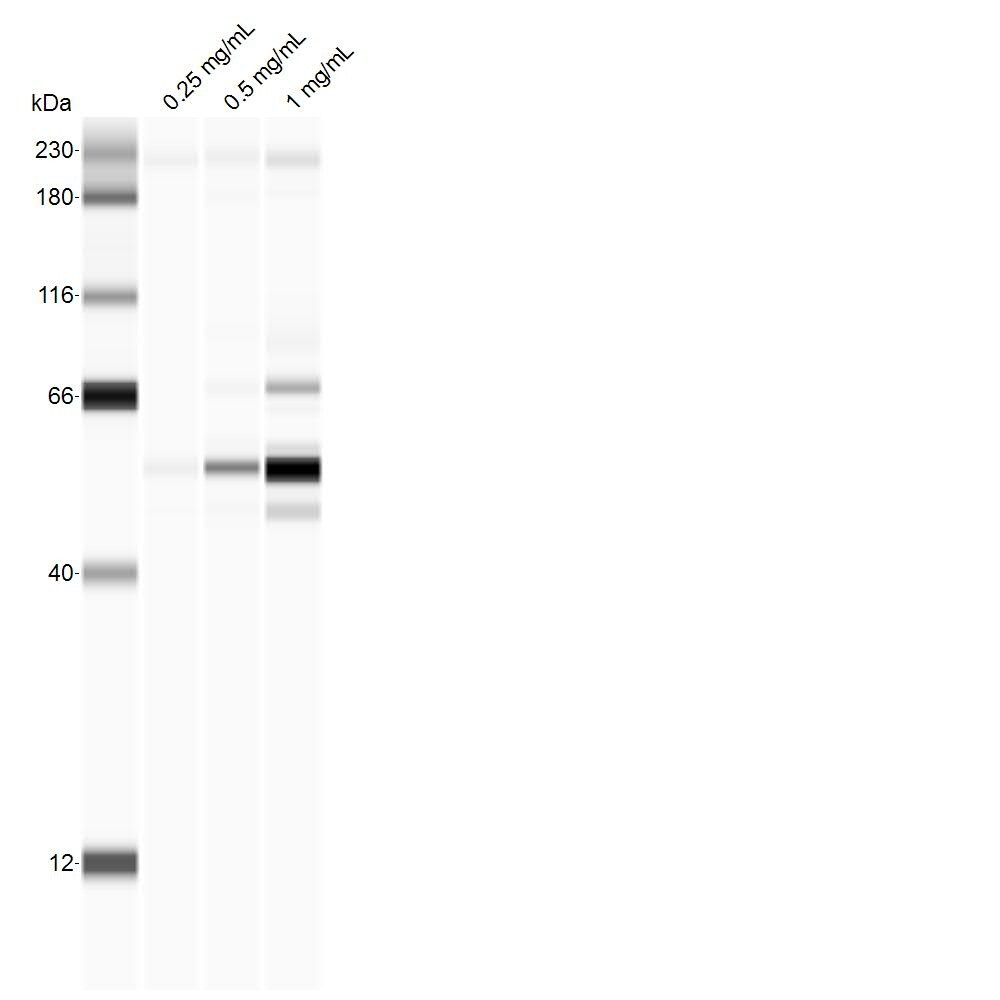 LAMP-1/CD107a Antibody (CL3484) - BSA Free NBP2-59780