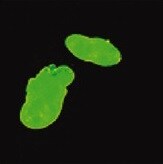 Lamin B1 Antibody (CL3929) - BSA Free NBP2-59783