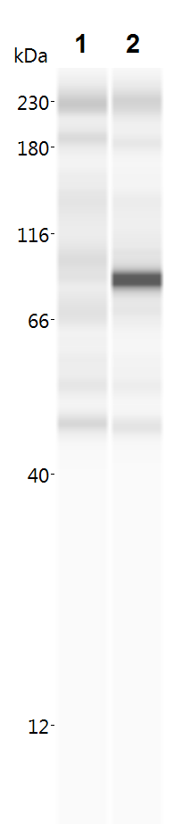 A. aeolicus BPL/BioID2 Antibody (SS QD1) - BSA Free NBP2-59940