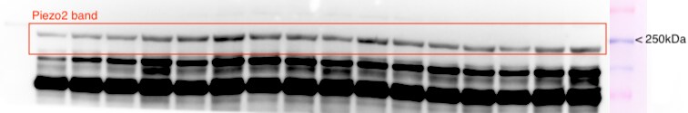 PIEZO2 Antibody - BSA Free NBP2-61130