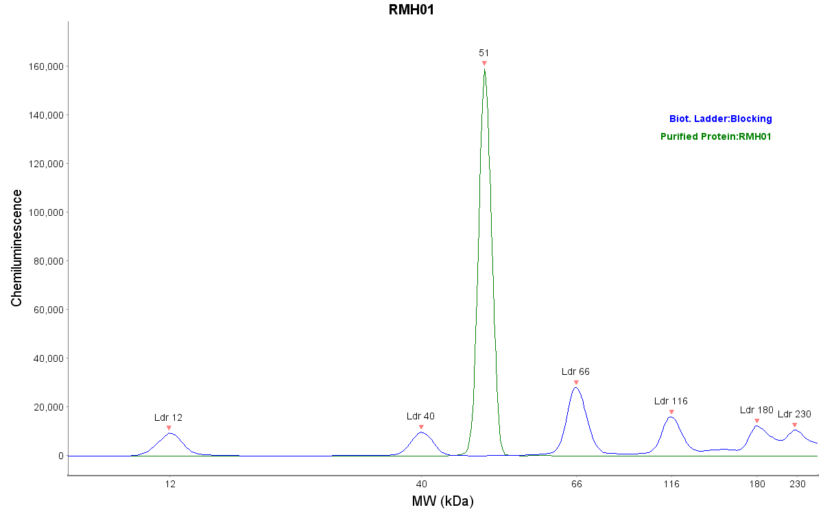 His Tag Antibody (RMH01) - Chimeric NBP2-61478