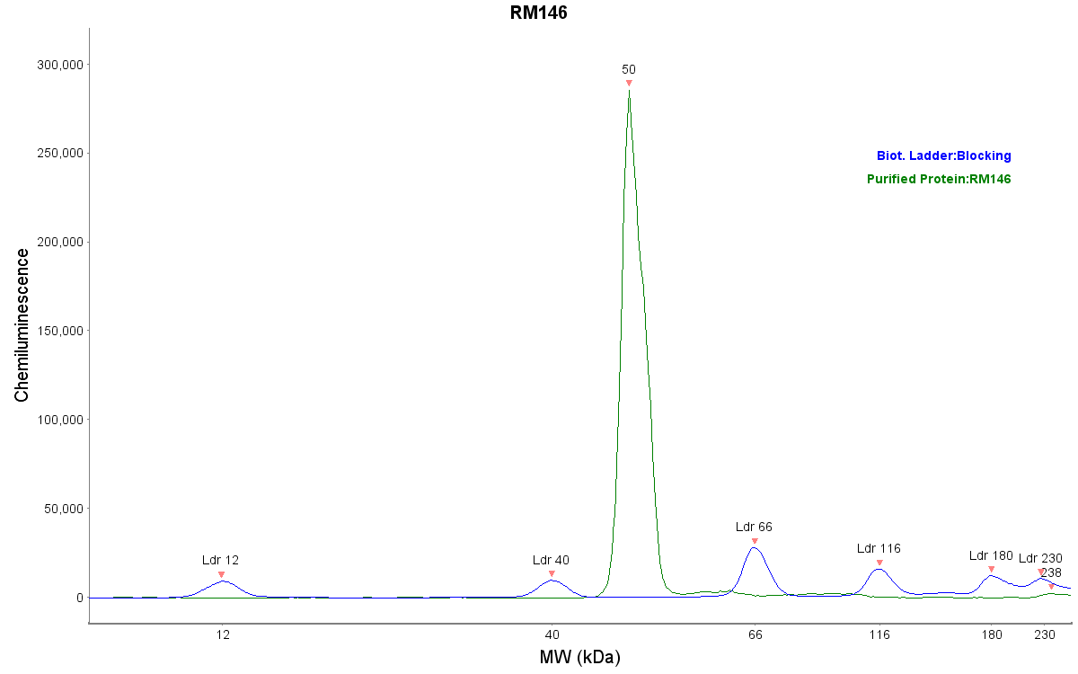 His Tag Antibody (RM146) NBP2-61482