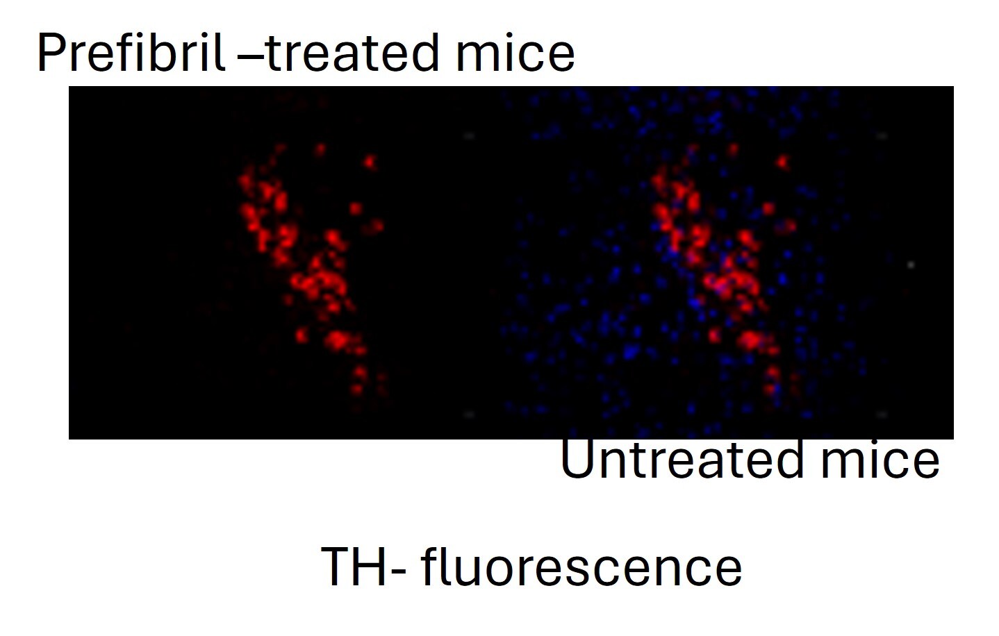Recombinant Mouse alpha-Synuclein Active, Pre-formed Fibrils, (Type 1) Protein NBP2-61596