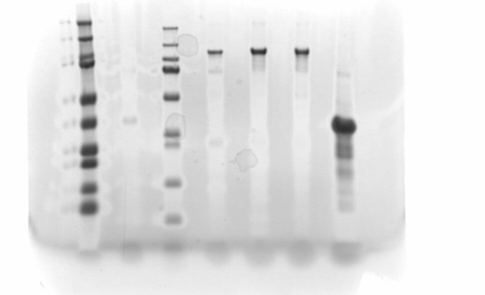 beta-Catenin Recombinant Protein Antigen NBP2-61628PEP