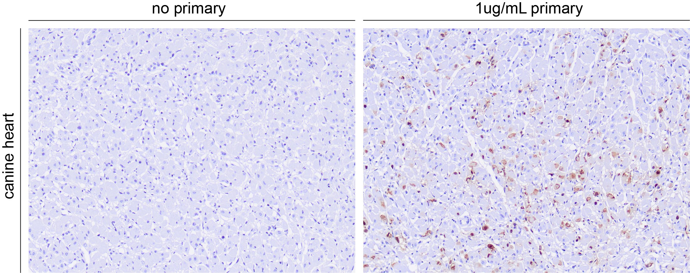 Canine Parvovirus Antibody (2G10A3) - BSA Free NBP2-61721