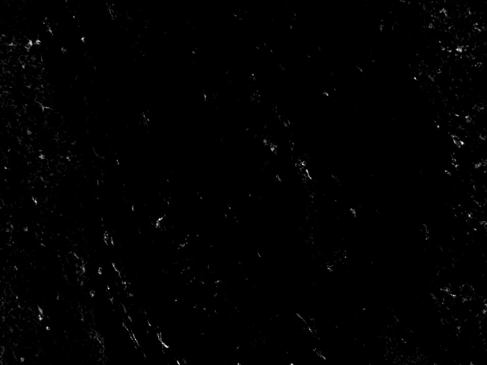 CD1c/BDCA-1 Antibody (3G1B3) - BSA Free NBP2-61725