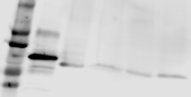 Ran Antibody (8D1A6) - BSA Free NBP2-61832