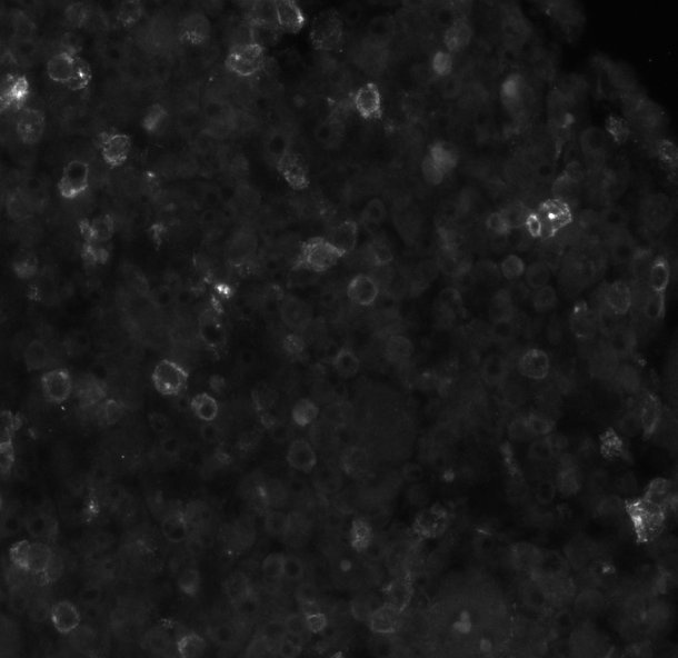 OX40/TNFRSF4 Antibody (Ber-ACT35) - BSA Free NBP2-62202