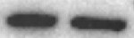 LAIR1 Antibody (NKTA255) - BSA Free NBP2-62214
