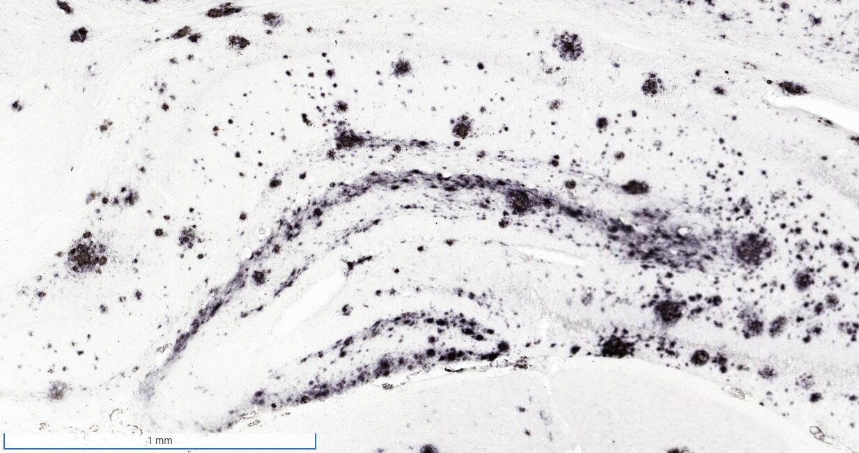 APP Antibody (6E10) - Chimeric - Azide and BSA Free NBP2-62566