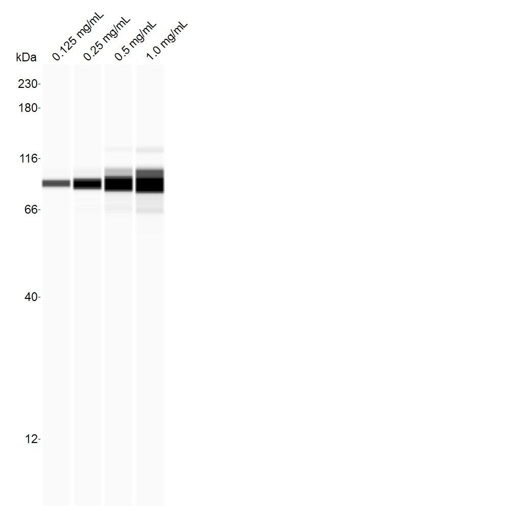 HMG-CoA Reductase/HMGCR Antibody (JF0981) NBP2-66888