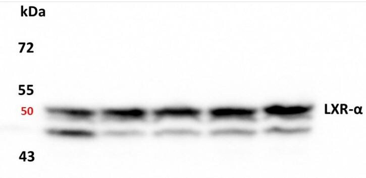 LXR alpha/NR1H3 Antibody (JA20-38) NBP2-66938