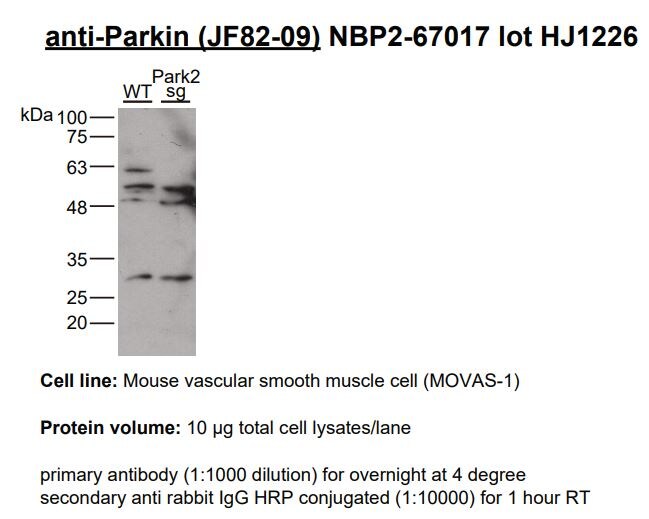 Parkin Antibody (JF82-09) NBP2-67017