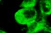 Parkin Antibody (JF82-09) NBP2-67017