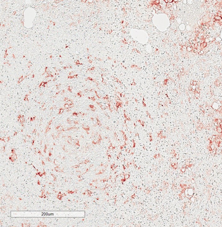 CD11c Antibody (SI19-06) NBP2-67402