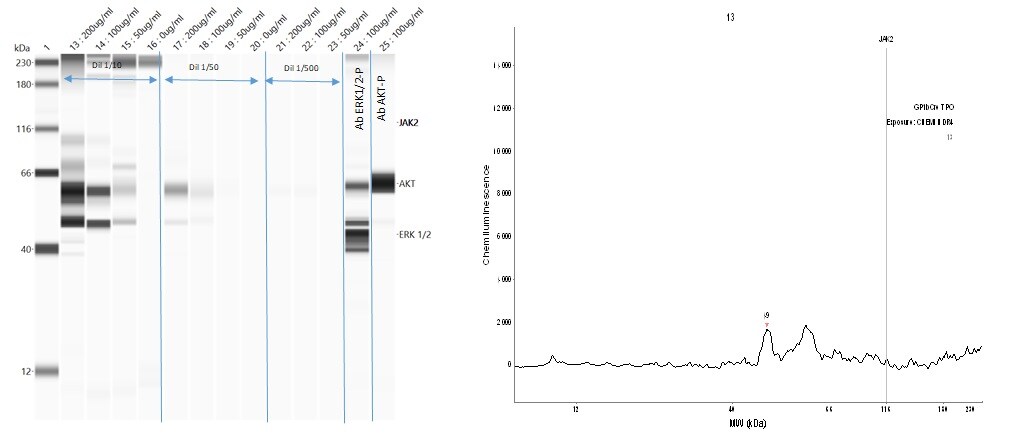 Jak2 [p Tyr1007, p Tyr1008] Antibody (SY24-03) NBP2-67429
