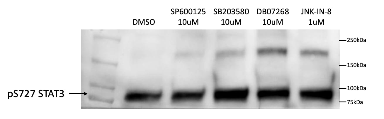 STAT3 [p Ser727] Antibody (SY24-09) NBP2-67433