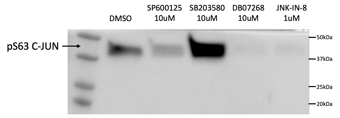 c-jun [p Ser63] Antibody (SY0297) NBP2-67471