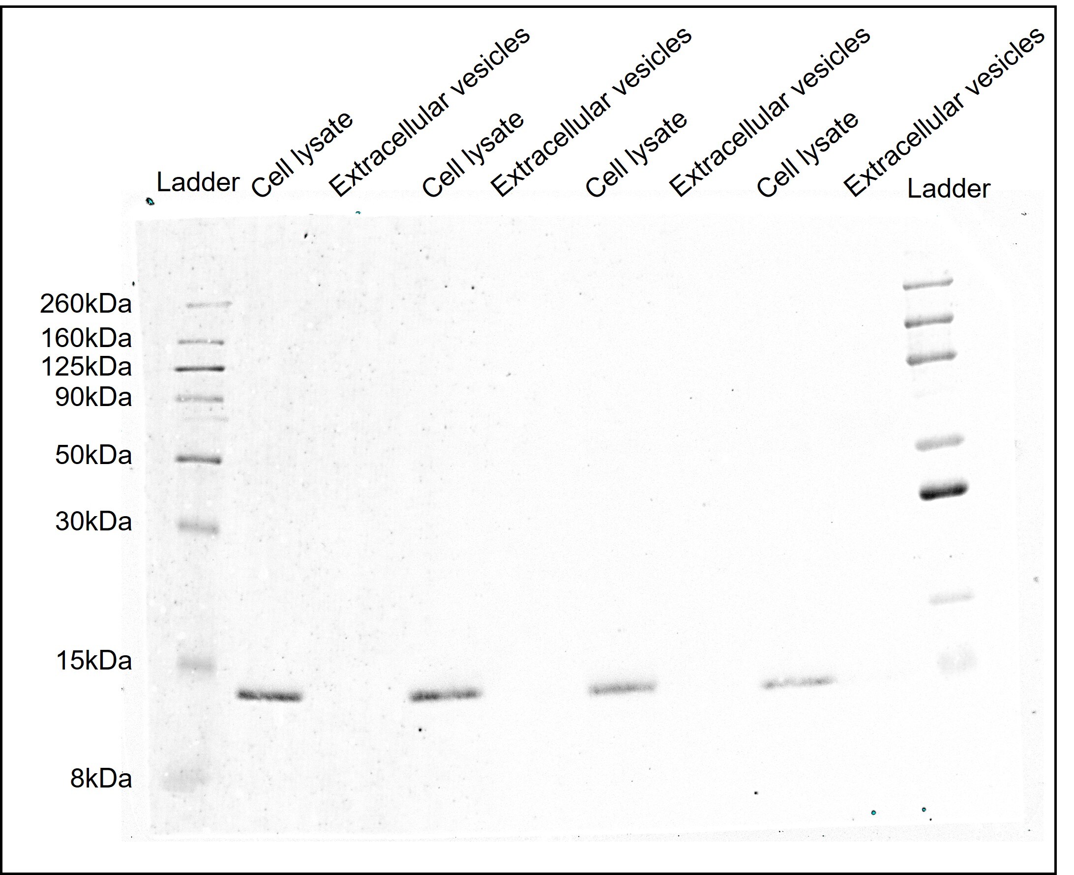 TOMM20 Antibody (ST04-72) NBP2-67501