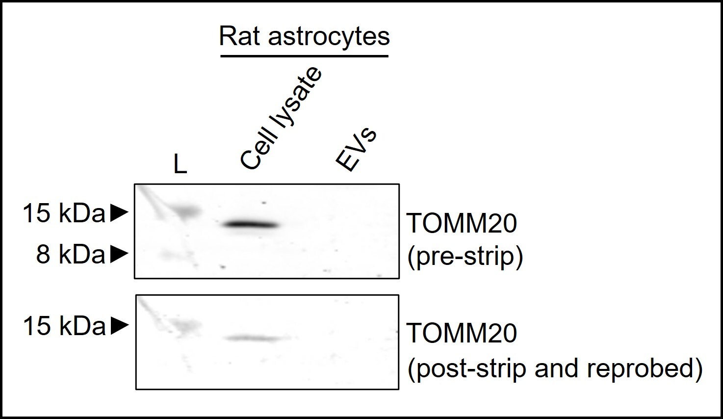 TOMM20 Antibody (ST04-72) NBP2-67501