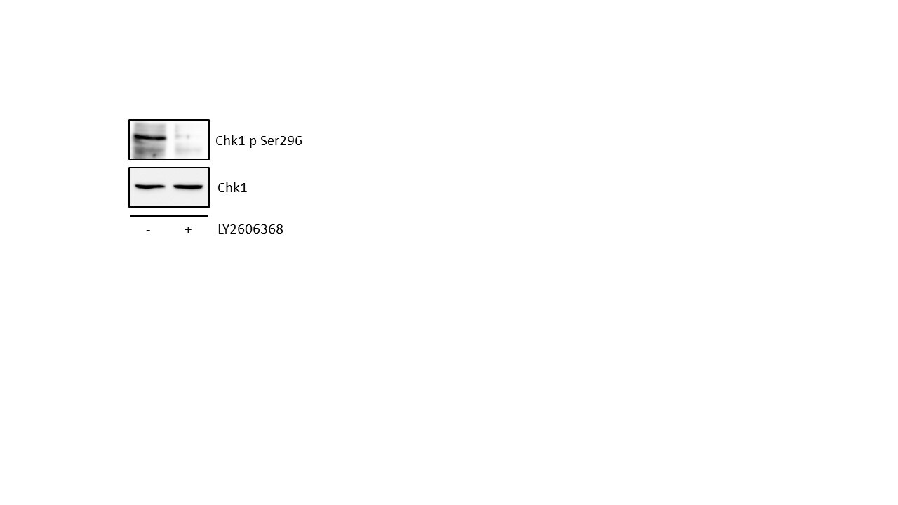 Chk1 [p Ser296] Antibody (SN06-50) NBP2-67711
