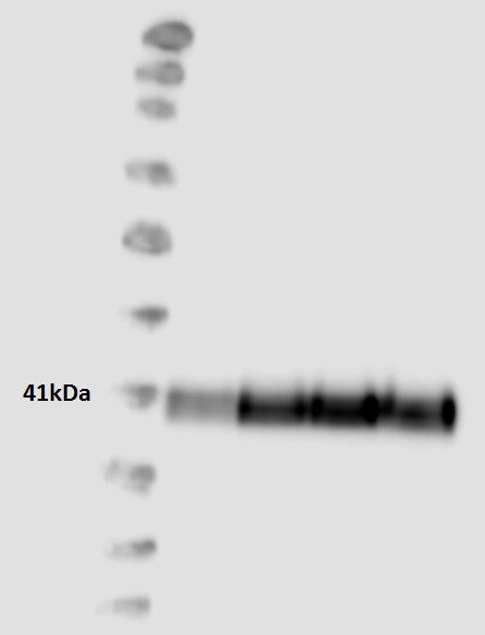 HLA-ABCE Antibody (TP25.99SF) [HRP] NBP2-68006H