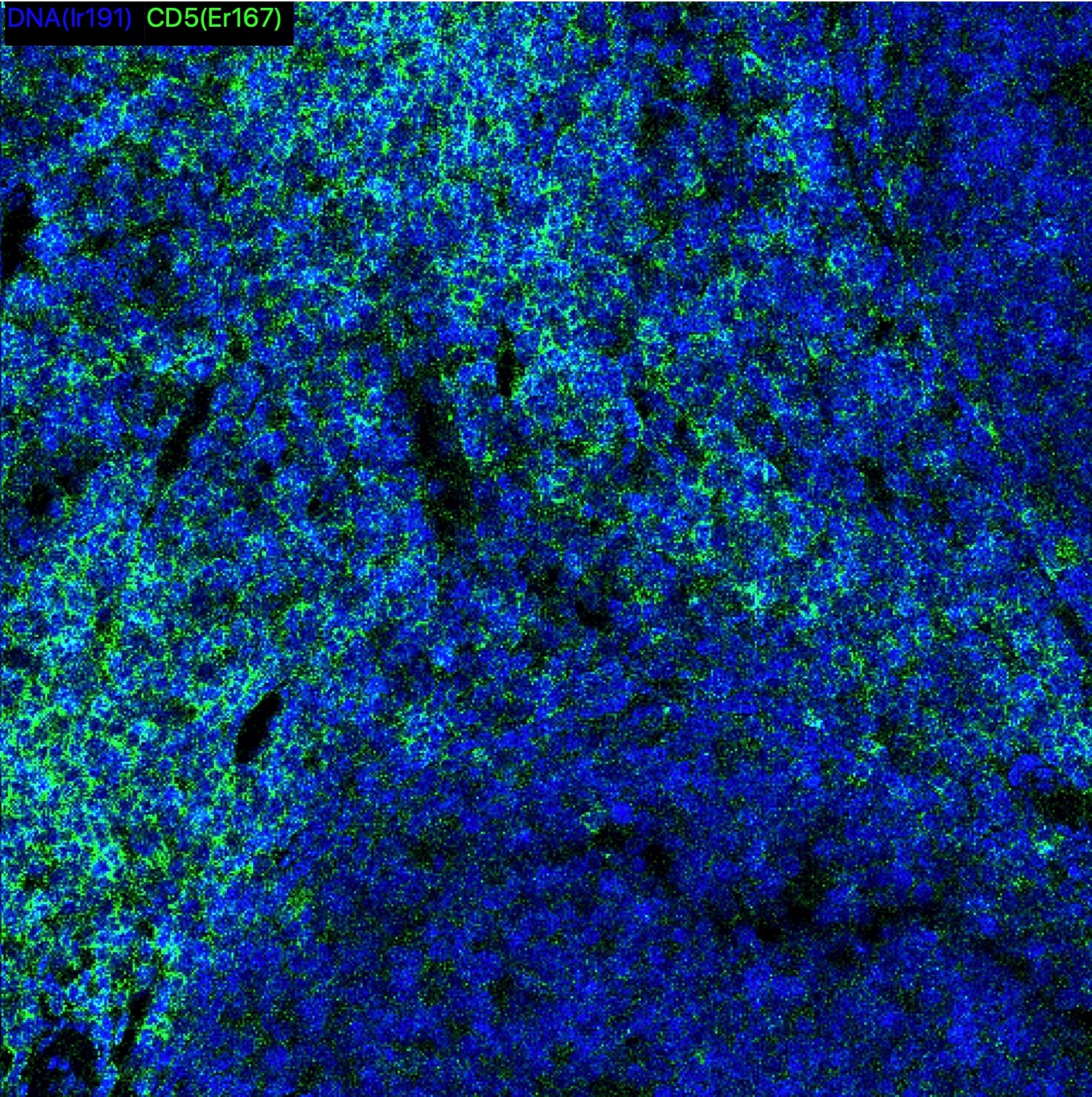 CD5 Antibody (OTI7A7) - Azide and BSA Free NBP2-70360
