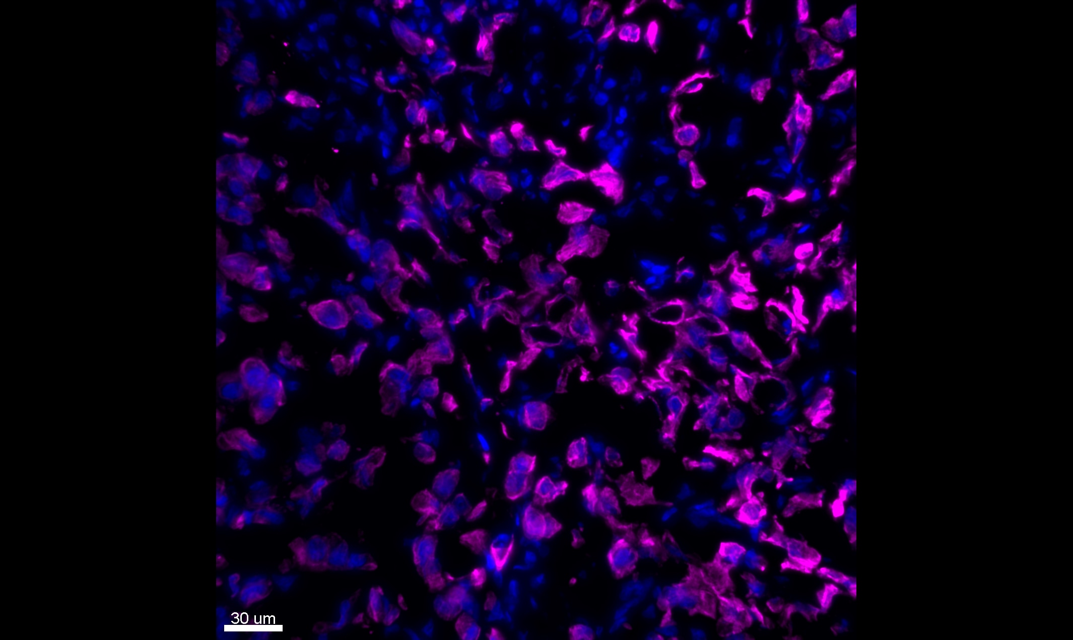 Cytokeratin, pan Antibody (PAN-CK (Cocktail)) [Alexa Fluor® 750] NBP2-76425AF750