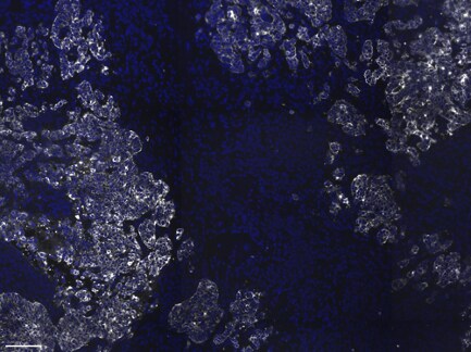 Cytokeratin, pan Antibody (PAN-CK (Cocktail)) [Alexa Fluor® 750] NBP2-76425AF750