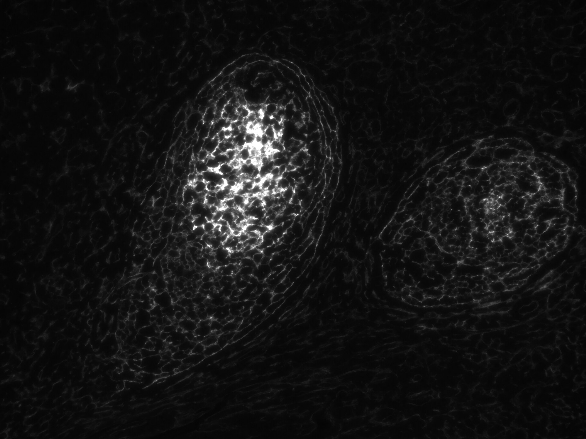 TMEM119 Antibody (CL8714) - BSA Free NBP2-76985