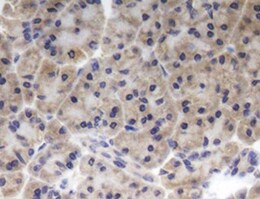 Polyethylene Glycol Antibody (RM105) NBP2-77399