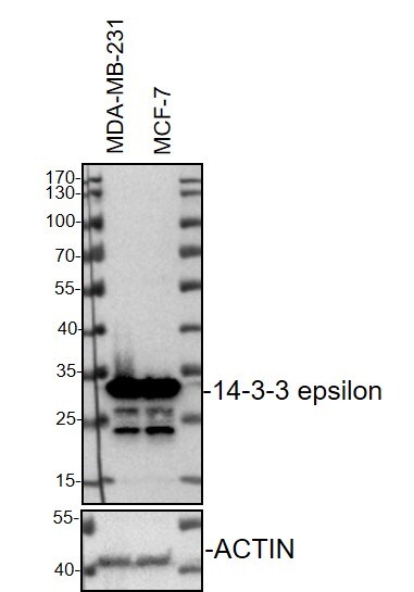 14-3-3 epsilon Antibody (CPTC-YWHAE-1) NBP2-79810