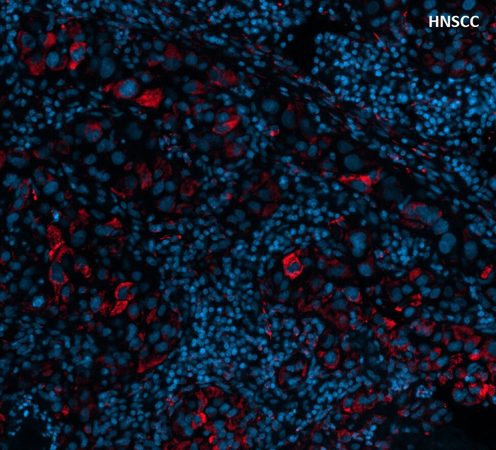TIM-3 Antibody (TIM3/3113) [Alexa Fluor® 750] NBP2-79836AF750