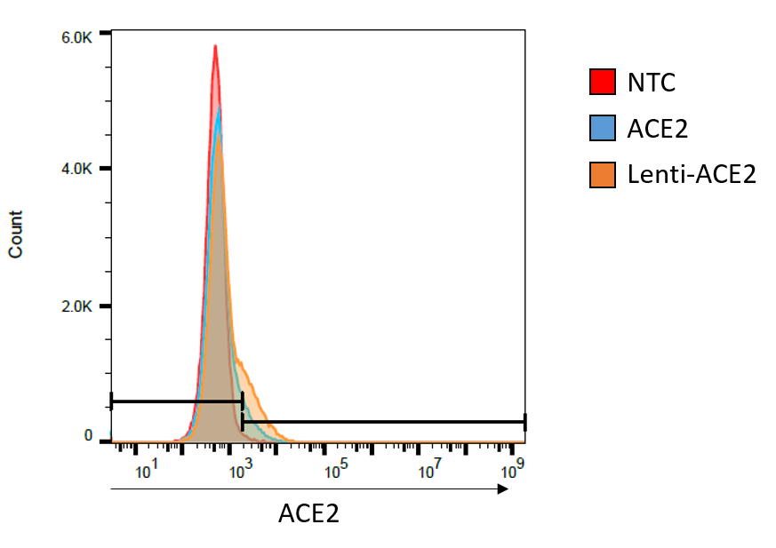 ACE-2 Antibody (AC18F) - Azide and BSA Free NBP2-80035